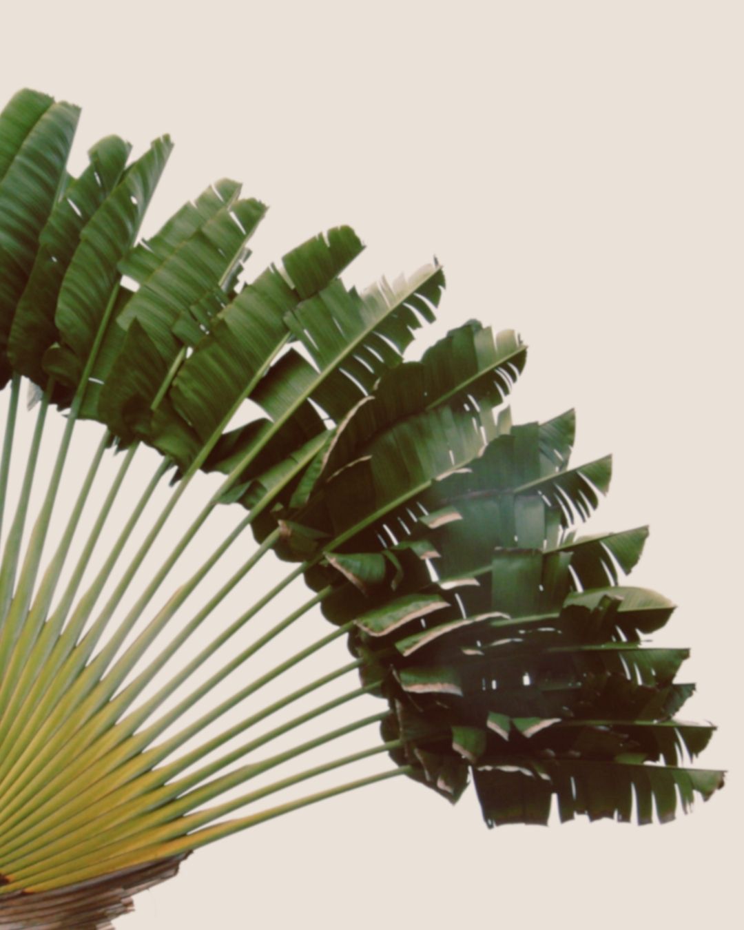 Arbre du voyageur, inspiration de l’univers Soamarena.